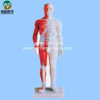 Modèle de mannequin d'acupuncture BIX-Y1005 standard, anatomique, en PVC durable, certifié ISO, pour l'enseignement de la médecine chinoise et l'acupuncture