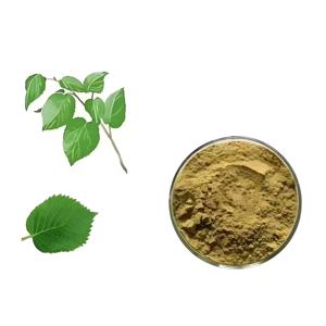 Poudre d'extrait de feuille de mûrier Morus Alba Leaf Extract DNJ 5% White Mulberry Extract Premium Blood Sugar Support - Product Image 2