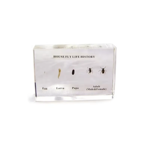 House Fly Life History Espécimen Acrílico Instrumento de enseñanza transparente para la Escuela Superior Biología y <span class=keywords><strong>ciencia</strong></span> médica - Product Image 1