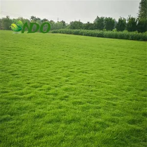 2023 Factory direct sales green grass carpet artificial grass carpet and sports floor artificial grass