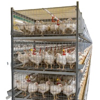 Cages en batterie pour poulets de chair, 3/4 niveaux, pour l'élevage avicole, capacité 20000 oiseaux, conception WIN directe usine