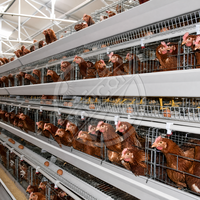 Nouveau système de cages en acier galvanisé à chaud pour poules pondeuses, cage en H pour 128 poulets, équipement agricole automatique Agricon