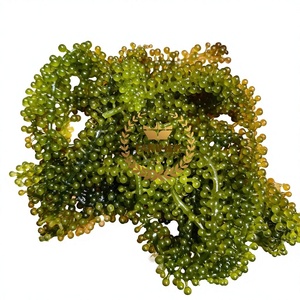 Algues vertes riches en nutriments, caviar d'algues, Umibudo, Caulerpa Lentillifera, algues du Vietnam à prix avantageux, emballage OEM - Product Image 2