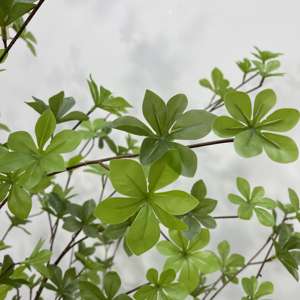 Árbol Artificial <span class=keywords><strong>de</strong></span> Enkianthus Perulatus, Flor <span class=keywords><strong>de</strong></span> <span class=keywords><strong>Nieve</strong></span> Japonesa Artificial con Follaje Verde Denso para Decoración <span class=keywords><strong>de</strong></span> Interiores, Hogar y Oficina, Varios Tamaños - Product Image 5