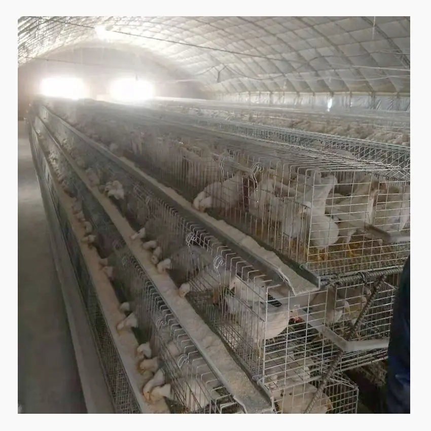 20 Jahre direkter Hersteller Käfige Legehennen Hühnerstall für Legehennen Metalls chuppen Verkauf