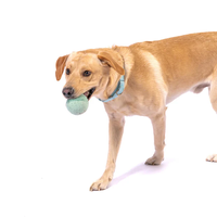 Jouet à mâcher pour chien en laine feutrée en spirale, petit, durable, fait à la main, design écologique sans plastique, favorise le nettoyage des dents des animaux de compagnie