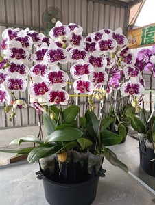 Plateau de présentation d'orchidées rondes modernes en PP F273 avec assemblage rapide pour restaurant de Thanksgiving et décor floral Caf - Product Image 3