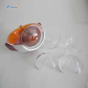 Kératopathie modèle d'éducation des sciences médicales pour la formation organologie modèle oculaire de maladie cornéenne humaine - Product Image 2