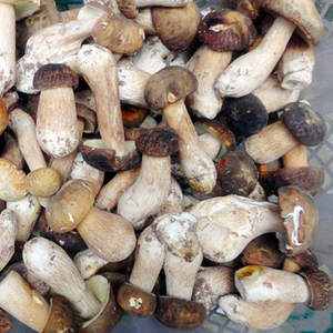 <span class=keywords><strong>Boletus</strong></span> Edulis Blanco Silvestre de Yunnan en Rodajas Secas 100g - Delicioso Hongo <span class=keywords><strong>Comestible</strong></span> para Guisos y Hot Pot - Product Image 2