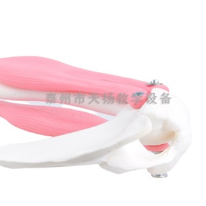 Modèle de mobilité de l'articulation du coude ; modèle pédagogique de biologie pour le collège avec scapule ; expérience de biologie pour les collèges et lycées - Product Image 3