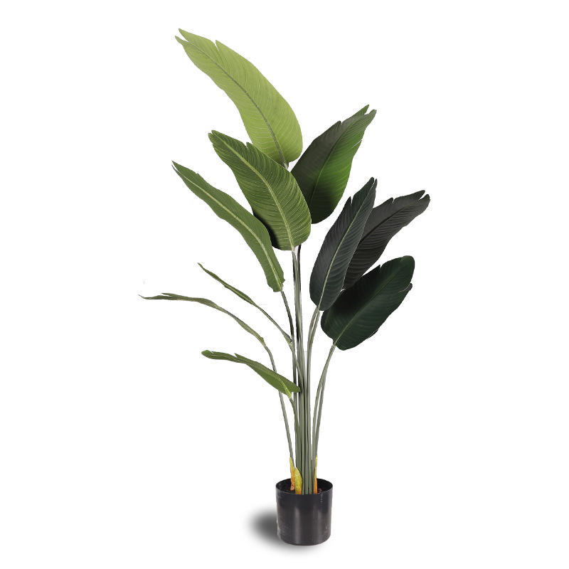 1.6m traveler banana 11 leaves