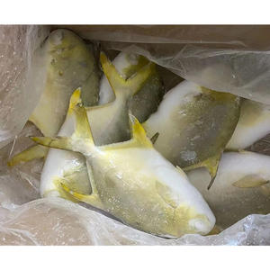 Pescado de pompón dorado congelado chino 300 400g tamaño de origen chino 600-800g pez de pompano dorado congelado - Product Image 6