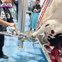 Ligne d'abattage de bovins halal pour abattoir clé en main, équipement complet de ligne d'abattage