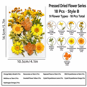 Fleurs séchées pressées en vrac, kit de spécimens botaniques pour la résine, scrapbooking, décoration DIY, couleurs assorties, 16-23 pièces - Product Image 6