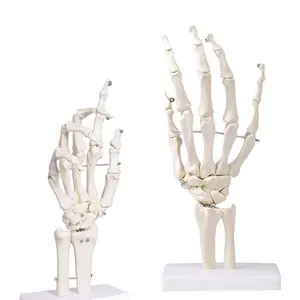 FRT031-1 Human Hand Joint Model Flexible Anatomy Diagram Simulate The Natural State Of Hand Movement