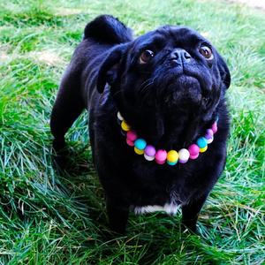 Benutzer definierte personal isierte Perlen Hunde halsband Haustier Halsband mit personal isierten Silikon Perlen und Schnalle Freundschaft armband Hunde halsband - Product Image 2