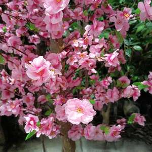 Arbre à fleurs de cerisier artificiel de 250 cm, fait main, très vendu, en PU, écologique, résistant aux UV, <span class=keywords><strong>d</strong></span>écoration intérieure pour <span class=keywords><strong>chambre</strong></span> à coucher - Product Image 2