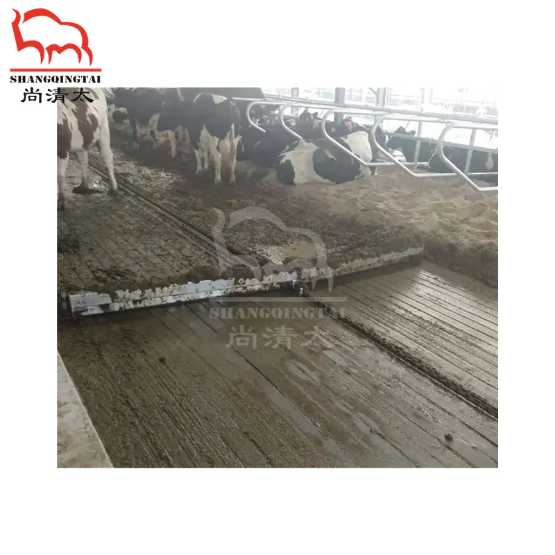 Cattle excrement cleaning system cow farm modern dairy farm design chinese factories wholesale customized