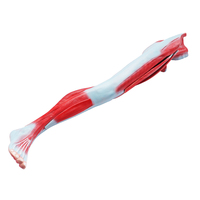 Modèle d'anatomie musculaire des membres inférieurs humains enseignement médical anatomie musculaire 3D jambe 9 parties modèle musculaire d'homme
