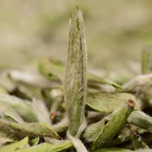 Baiyinzhen เข็มเงินต้นพืชใหม่เป็นมิตรกับสิ่งแวดล้อมครั้งแรกเลือกข้าวตาชาฤดูใบไม้ผลิสดที่มีกลิ่นหอมดอกไม้ในกล่องจำนวนมากถุง - Product Image 5