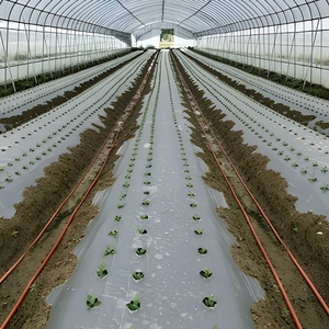 <span class=keywords><strong>Film</strong></span> de paillage perforé Pro PE blanc-noir 1,2 m, blanc réfléchissant, bloque l'herbe, trous de plantation - Product Image 5