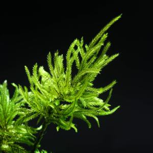 Every Love la forêt tropicale zéro (M) Sculpture botanique un Terrarium en mousse préservée vente en gros - Product Image 4