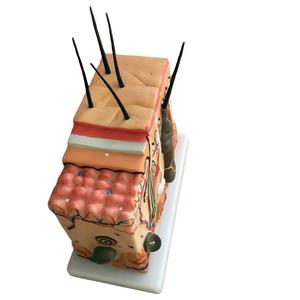 Modèle de <span class=keywords><strong>squelette</strong></span> humain agrandi 50 fois avec cheveux pour l'enseignement de la médecine et de l'anatomie - Product Image 4