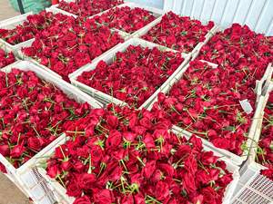 Yopin-2386 hohe Qualität langlebige für immer Rosen Valentinstag Geschenk Ewige Rose Box - Product Image 6