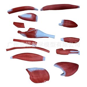 Modèle de corps humain de 170 cm avec muscles et organes internes pour l'enseignement médical : Anatomie musculaire et organique humaine adulte - Product Image 1