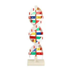 Gelsonlab HSBM-368 DNA 모델 DNA 활동 모델