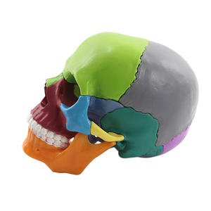 Zhizao 2026 Modelo <span class=keywords><strong>de</strong></span> Cráneo Humano Médico Desmontable en 15 Partes 1:2, Color Primario, Venta Directa <span class=keywords><strong>de</strong></span> Fábrica - Product Image 3