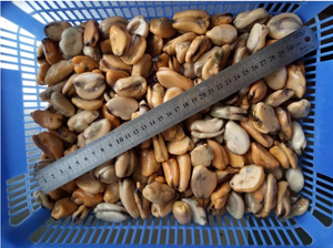 Mayorista Mariscos Carne de mejillón hervida congelada IQF - Product Image 2