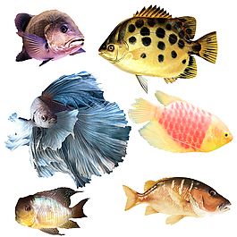 Automatic <b>Floating</b> Fish Feed Extruder Machine with Mixer & Meat Mincer 304 Stainless Steel 100kgh-3T Capacity - Product Image 6