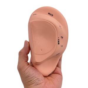 Modèle d'acupuncture auriculaire avec points de réflexologie auriculaire détaillés pour la formation en médecine traditionnelle chinoise et la thérapie de soulagement de la douleur - Product Image 2