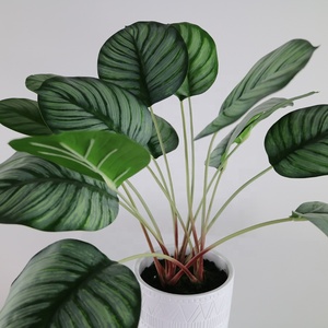 <span class=keywords><strong>ต้น</strong></span>คาลาเธียเทียมขนาดเล็กพร้อมกระถางสำหรับตกแต่งบ้าน - Product Image 2