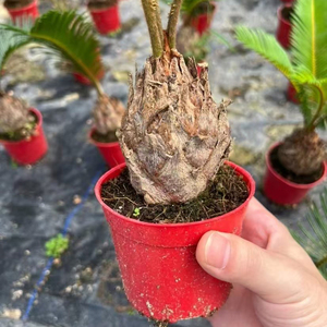 Palma de Sago Natural Grande, Bonsái, Árbol Real, Planta Viva, Venta al por Mayor, Palma Cycas, Planta para Interiores, Hogar, Jardín, Paisajismo, Vivero - Product Image 4