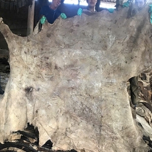 Peaux de vache et de buffle salées humides à vendre - Meilleur prix pour peaux pleines décapées à la machine pour les usines de tannerie mondiales - Product Image 5