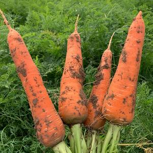 Carota biologica verdure fresche con gusto dolce a basso prezzo grossista agricolo che offre un eccezionale servizio post-vendita - Product Image 5