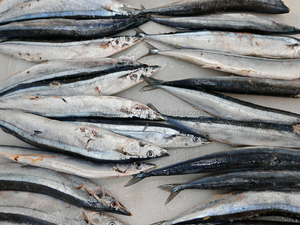 Saury et maquereau frais congelés de première qualité, traités BQF, emballage en vrac de 10 kg pour les restaurants japonais de sushi - Product Image 2
