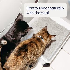 <span class=keywords><strong>Arena</strong></span> <span class=keywords><strong>para</strong></span> <span class=keywords><strong>Gatos</strong></span> <span class=keywords><strong>al</strong></span> <span class=keywords><strong>por</strong></span> <span class=keywords><strong>Mayor</strong></span>, Línea de Producción de Pellets de <span class=keywords><strong>Arena</strong></span> <span class=keywords><strong>para</strong></span> <span class=keywords><strong>Gatos</strong></span> de Tofu, <span class=keywords><strong>Arena</strong></span> <span class=keywords><strong>para</strong></span> <span class=keywords><strong>Gatos</strong></span> de Tofu, <span class=keywords><strong>Comprar</strong></span> <span class=keywords><strong>Arena</strong></span> Desechable <span class=keywords><strong>por</strong></span> el Inodoro, <span class=keywords><strong>Arena</strong></span> de Tofu a Granel - Product Image 4