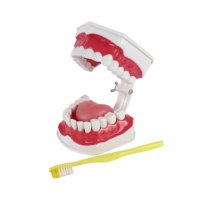 Modèle de dents de soins dentaires 2x Modèle de dents d'entraînement de la mâchoire inférieure mobile agrandie avec brosse