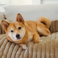 Vente en gros de nouveaux tapis doux et chauds pour l'hiver, détachables et lavables, pour chiens et chats, canapé-lit pour animaux de compagnie
