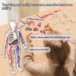 Modelo <span class=keywords><strong>de</strong></span> Anatomía del Esqueleto Humano para Educación Temprana MAC-CH19, Juguete Educativo <span class=keywords><strong>de</strong></span> Plástico MAXCARE <span class=keywords><strong>de</strong></span> Cuerpo Completo para Primaria y Secundaria - Product Image 2