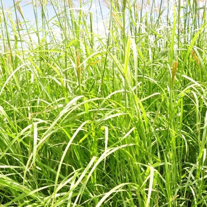 Quality Timothy Grass Hay for Animal Feeding Baled for Export - Main Image