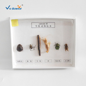 43118 spécimens d'arthropodes, aides pédagogiques pour la biologie au collège et au lycée, spécimens d'animaux et de plantes, recherche sur les insectes - Product Image 4