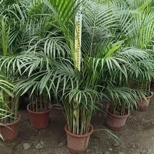 Plantes vivantes de pépinière, Palm <span class=keywords><strong>Dypsis</strong></span> Lutescens, Bonsaï, Palmier <span class=keywords><strong>Areca</strong></span> à feuilles persistantes, Vente en gros, Fournisseur de plantes ornementales pour la maison et le bureau - Product Image 4