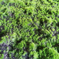 Tapis de mousse artificielle verte biologique floqué à plusieurs couches pour la décoration de tables de sable géographiques, de bonsaïs et de forêts