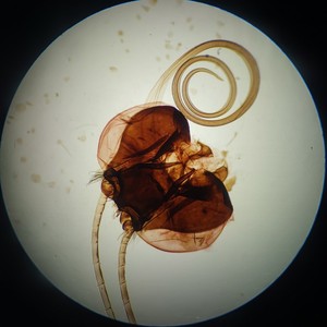 Biological sections, siphon-type mouthpart specimens, <b>microscope</b> slides, bee mouthpart mounts - Product Image 1
