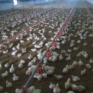 Thiết Bị Gia Cầm Tự Động Nâng Cao Gà Thịt Gà Auger Pan Hệ Thống Dây Chuyền Cho Ăn - Product Image 3