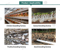 Poudre de protéines multivitaminées pour la prise de poids des poulets de chair